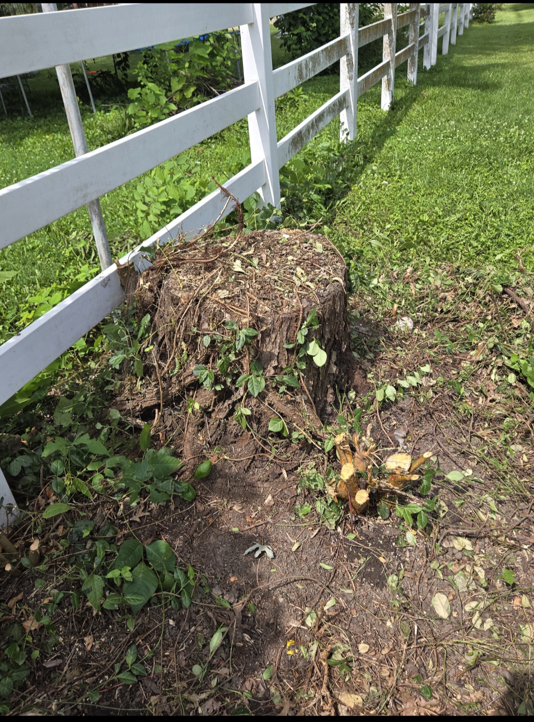 a tree stump