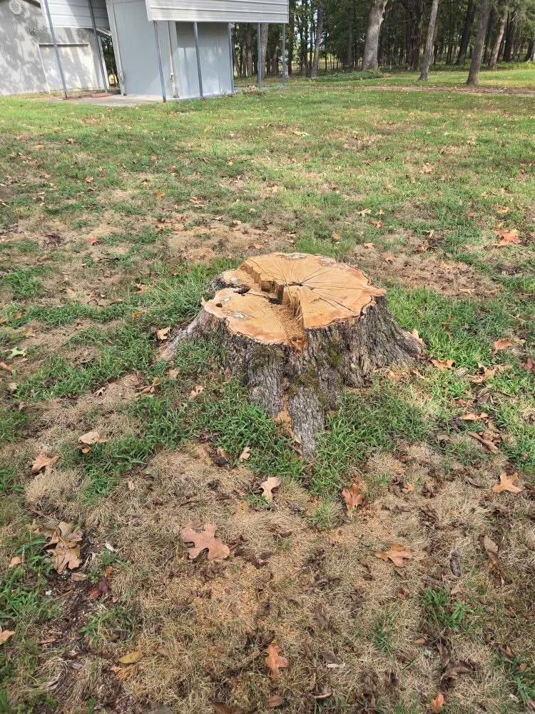 a tree stump