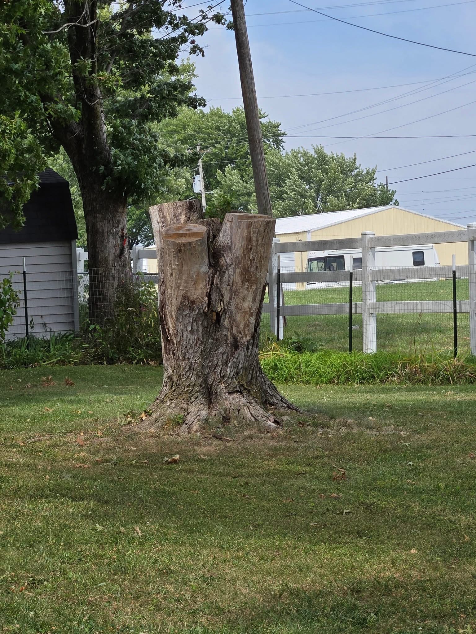 a tree stump